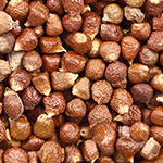 Paradise seed